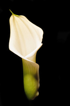 在黑色的美麗的calla lily flower