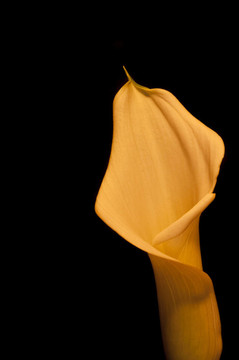 美丽的青铜效果calla lily flower黑色