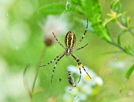 黃蜂蜘蛛（Argiope bruennichi）與受害者的蛛網(wǎng)