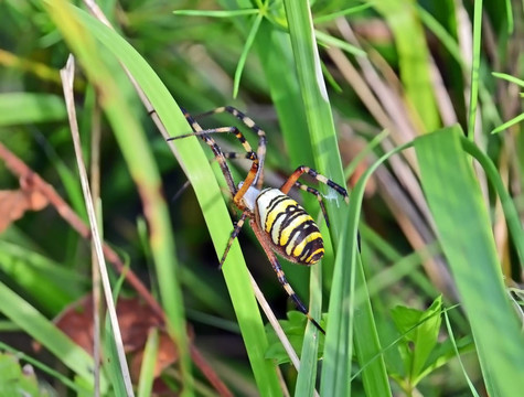 黃蜂蜘蛛（Argiope bruennichi）女性在草葉上