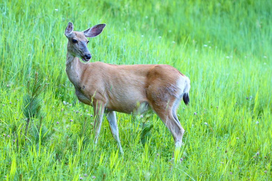 穆樂德耳（Odocoileus hemionus）
