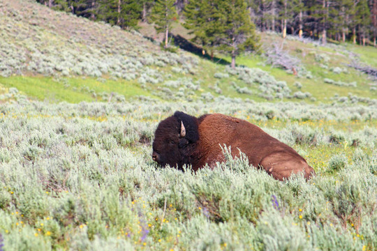 野牛在Yellowstone