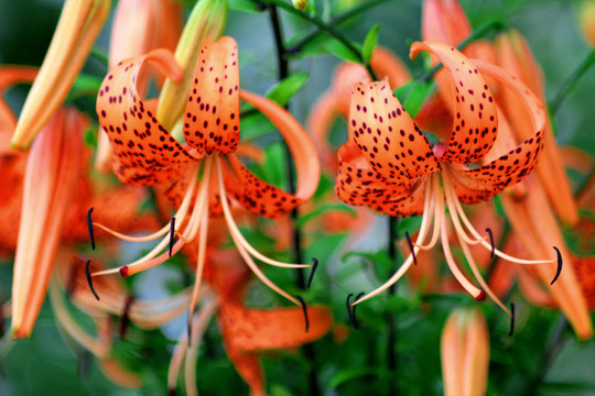 Tiger Lily；后期卷丹