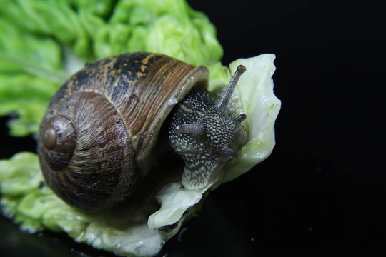 小蝸牛吃一片生菜
