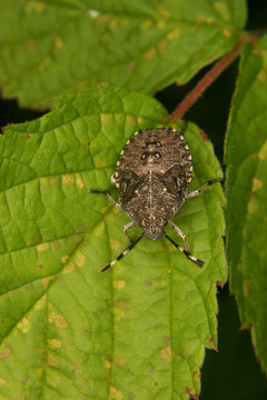 母蟲（Elasmucha grisea）