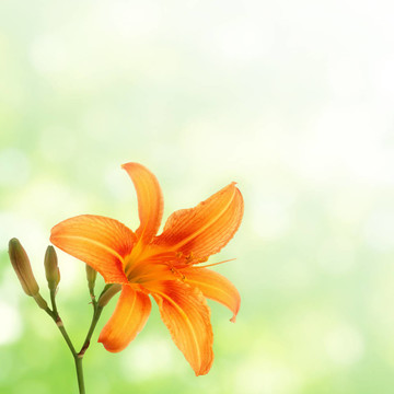 萱草綠