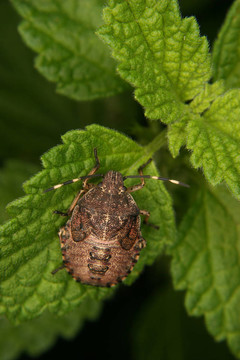 母蟲（Elasmucha grisea）