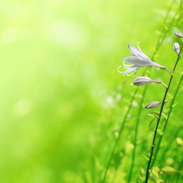 綠花之花