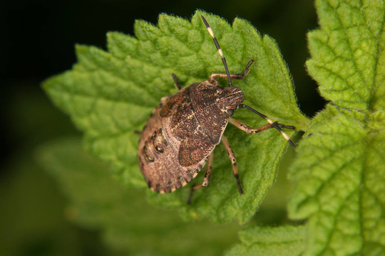 母蟲（Elasmucha grisea）