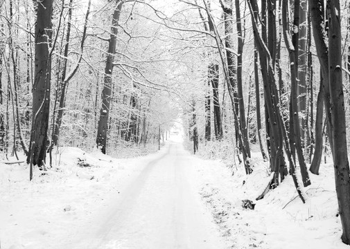 冬季木材之路。樹上覆蓋著雪