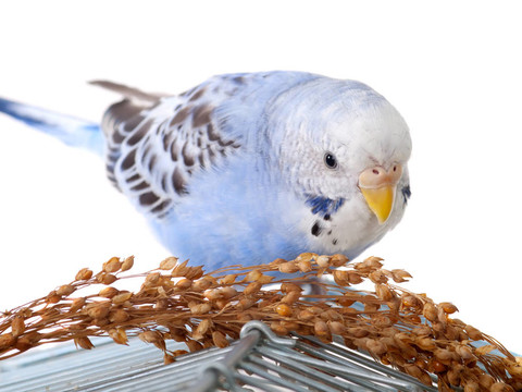 與鳥食籠鸚鵡