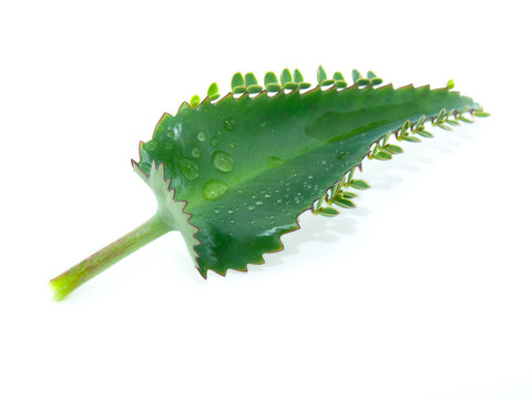 與水滴的長(zhǎng)壽花葉