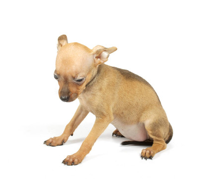 玩具犬的小狗