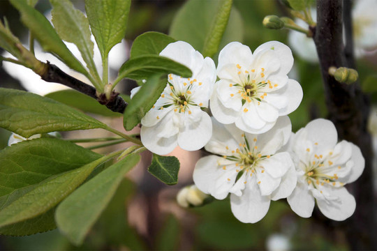 雙花黃李