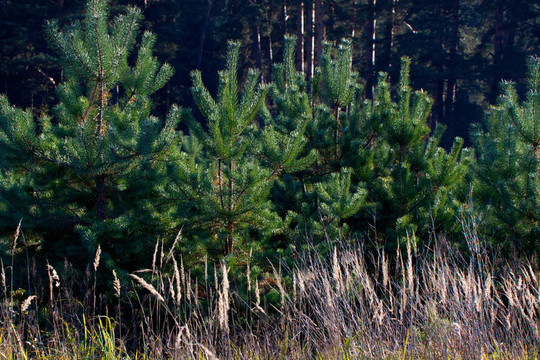美麗的風(fēng)景。森林的邊緣