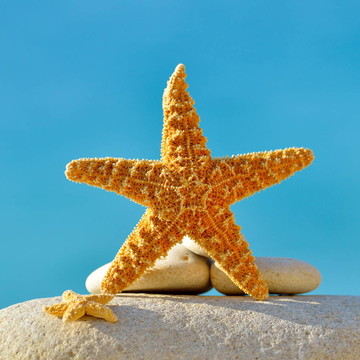 海灘上的海星