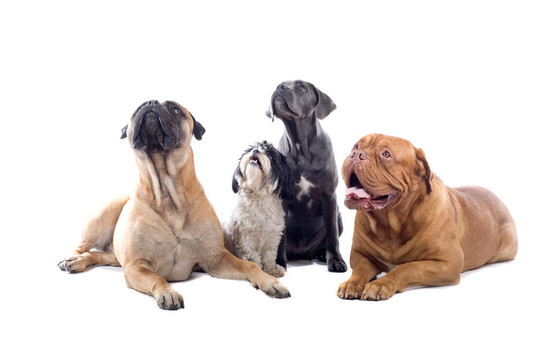 意大利凱因克爾索犬