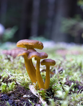 漏斗雞油菌