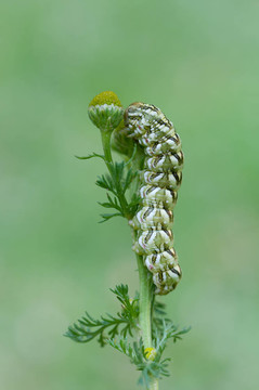 cucullia chamomillae