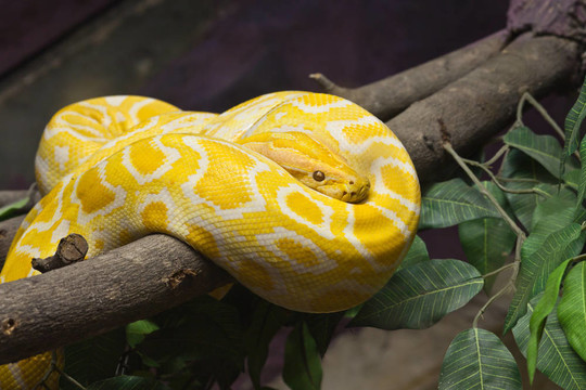 閉上眼睛聚焦在金色泰國(guó)Python；