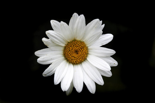雛菊