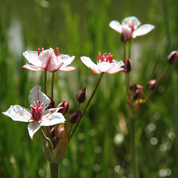 花藺