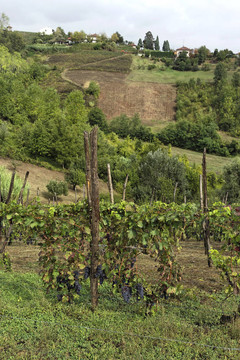 小山Monferrato