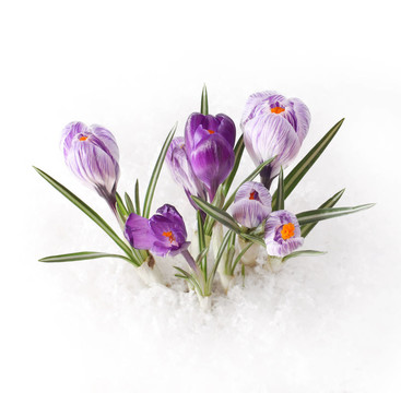 雪花在雪中