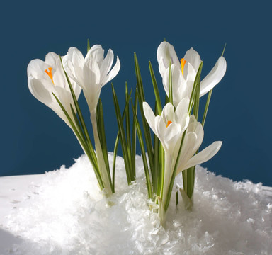 雪花在雪中