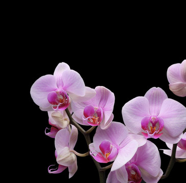蘭花花