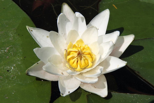 睡蓮