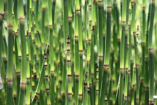 馬尾