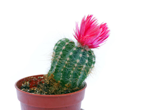 仙人掌花