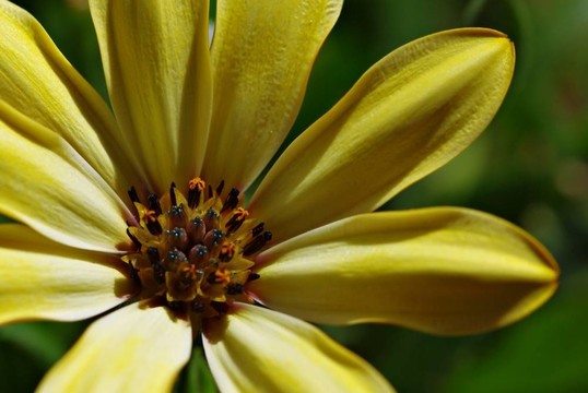 osterspermum
