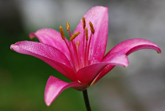 百合
