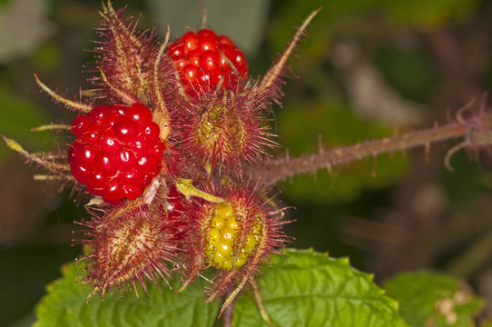 日本wineberry