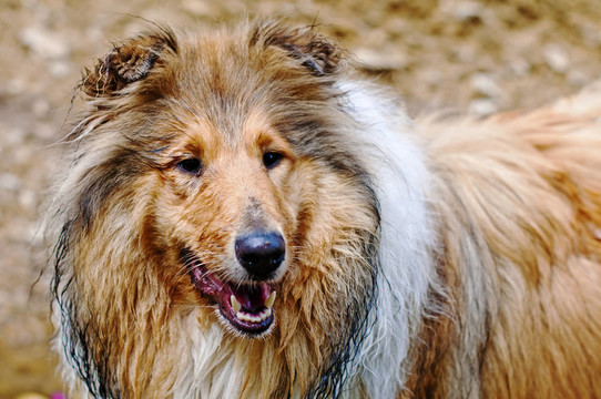 柯利牧羊犬