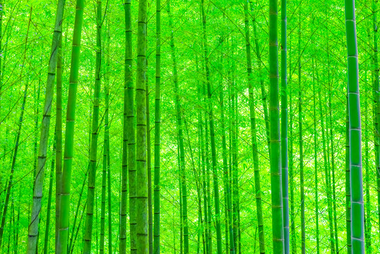 竹林背景
