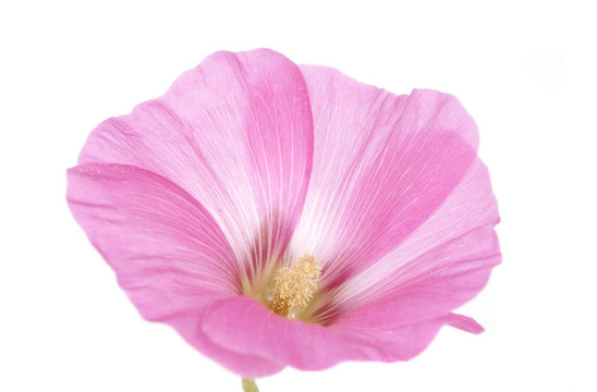 粉紅色的蜀葵花兒