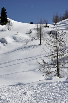 在雪山坡上的樹；白云巖