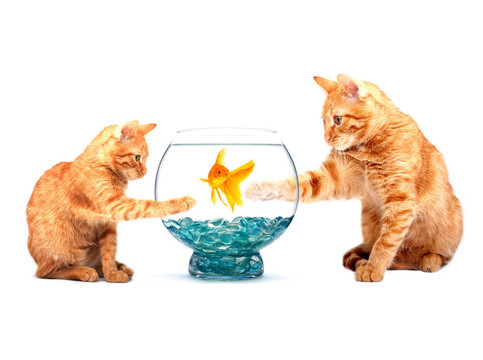 金魚和貓