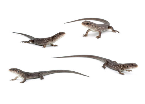 llizards
