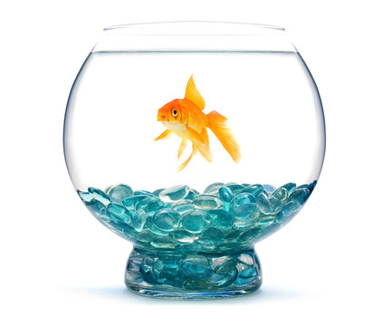 魚缸里的金魚