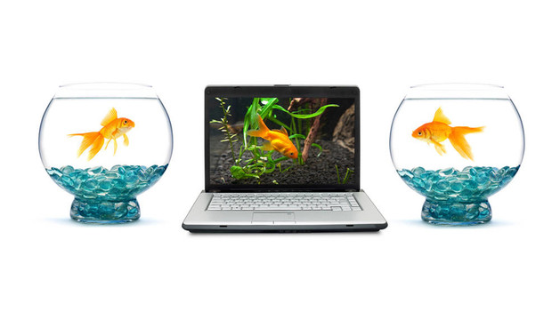 金魚