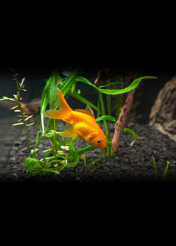 金色的魚
