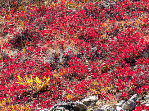 紅色金色高山植被背景