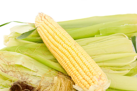 玉米穗