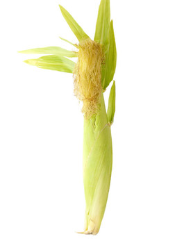 玉米穗