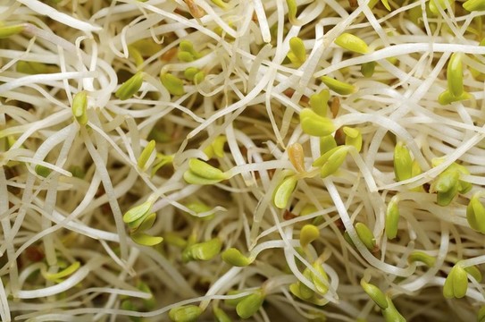 苜蓿芽