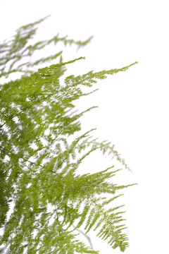 蕨類植物園植物